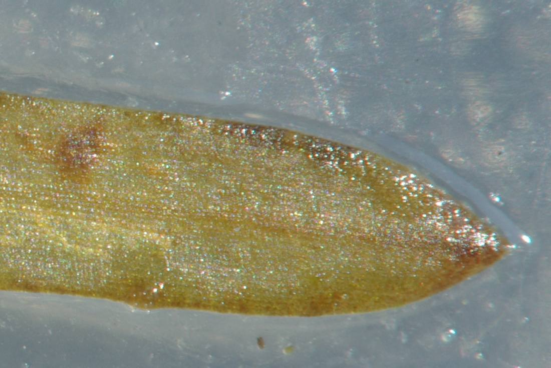 Image of Zannichellia major specimen.