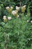 Filipendula palmata. Верхушки цветущих растений. Приморье, окр. пос. Терней, опушка широколиственного леса. 02.08.2012.