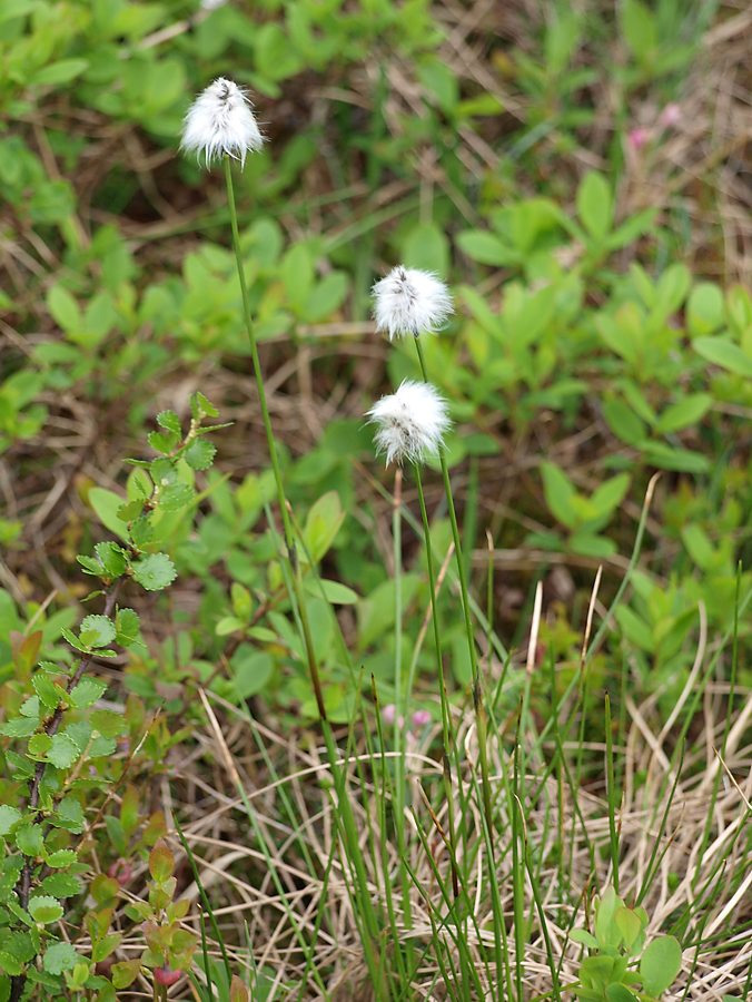 Изображение особи Eriophorum vaginatum.