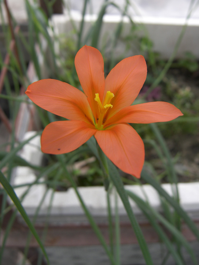 Image of Moraea collina specimen.