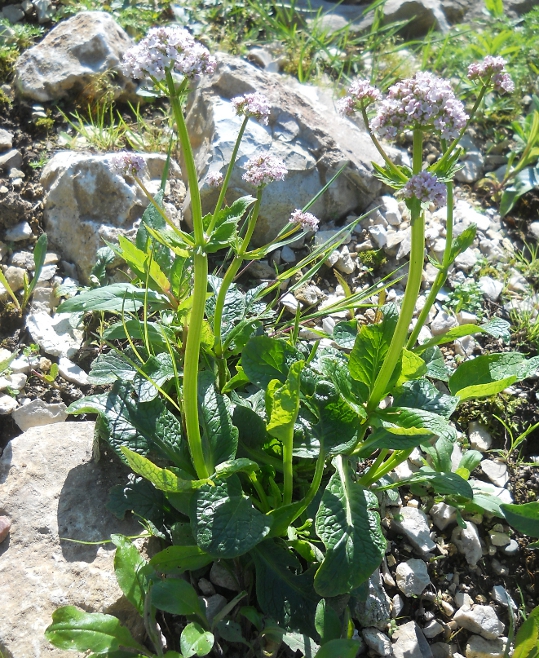 Image of Valeriana simplicifolia specimen.