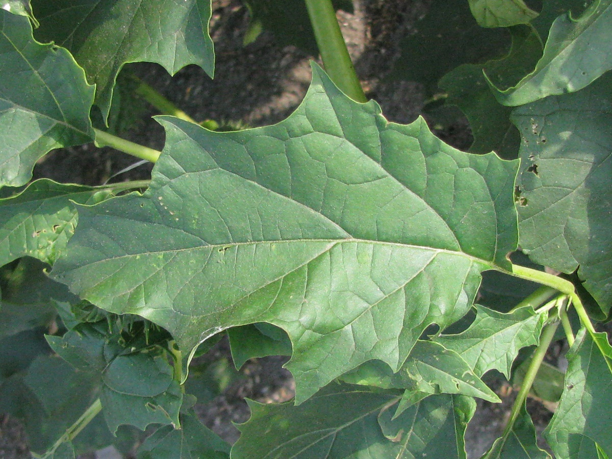 Image of Datura stramonium specimen.