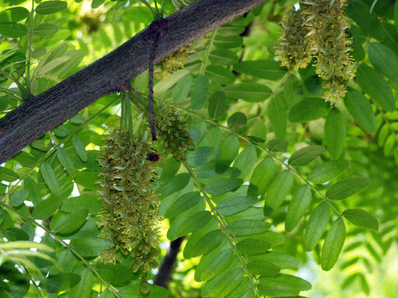 Изображение особи Gleditsia triacanthos.