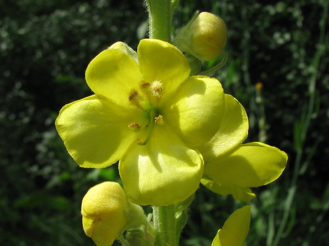 Изображение особи Verbascum phlomoides.