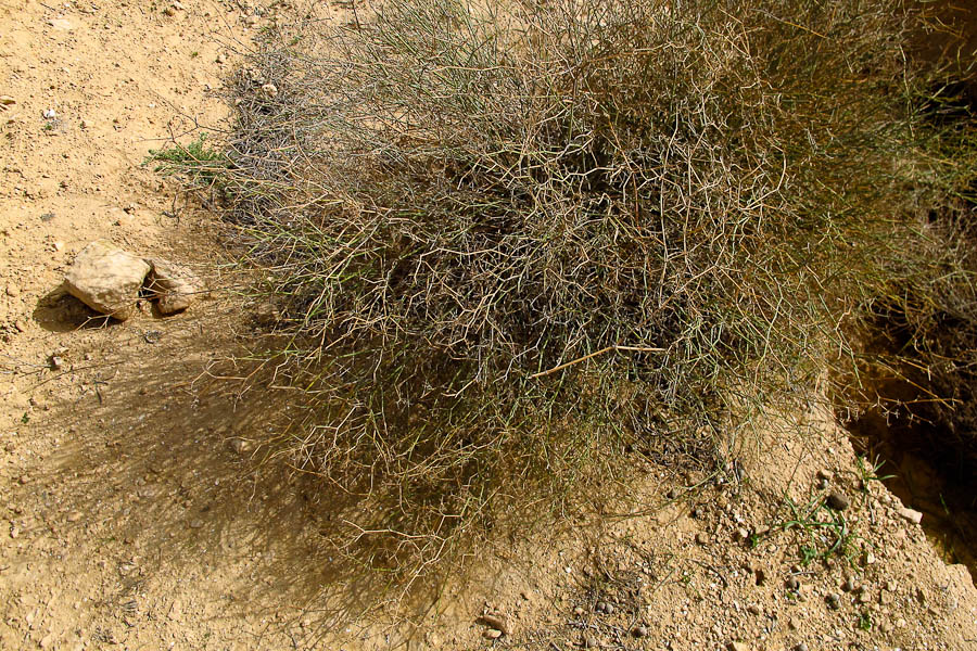 Image of Deverra tortuosa specimen.