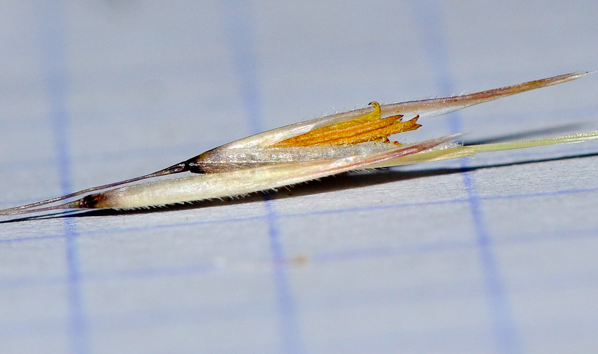 Изображение особи Stipagrostis hirtigluma.