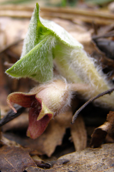 Изображение особи Asarum europaeum.