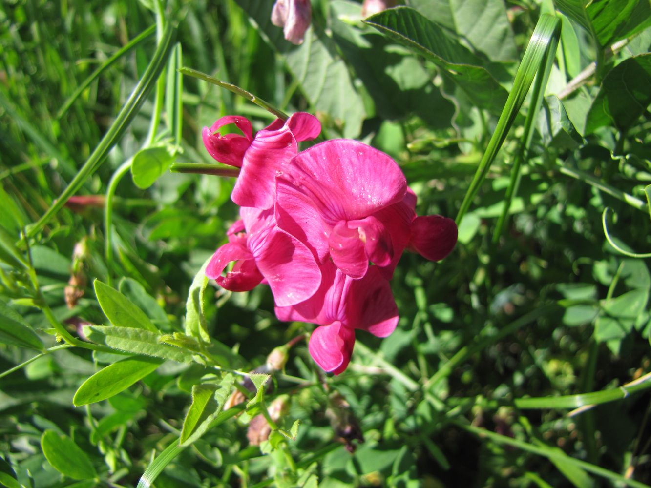 Image of Lathyrus tuberosus specimen.