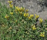 Scutellaria platystegia. Цветущие растения. Нагорный Карабах, окр. г. Шуша, Унотское ущелье. 05.05.2013.