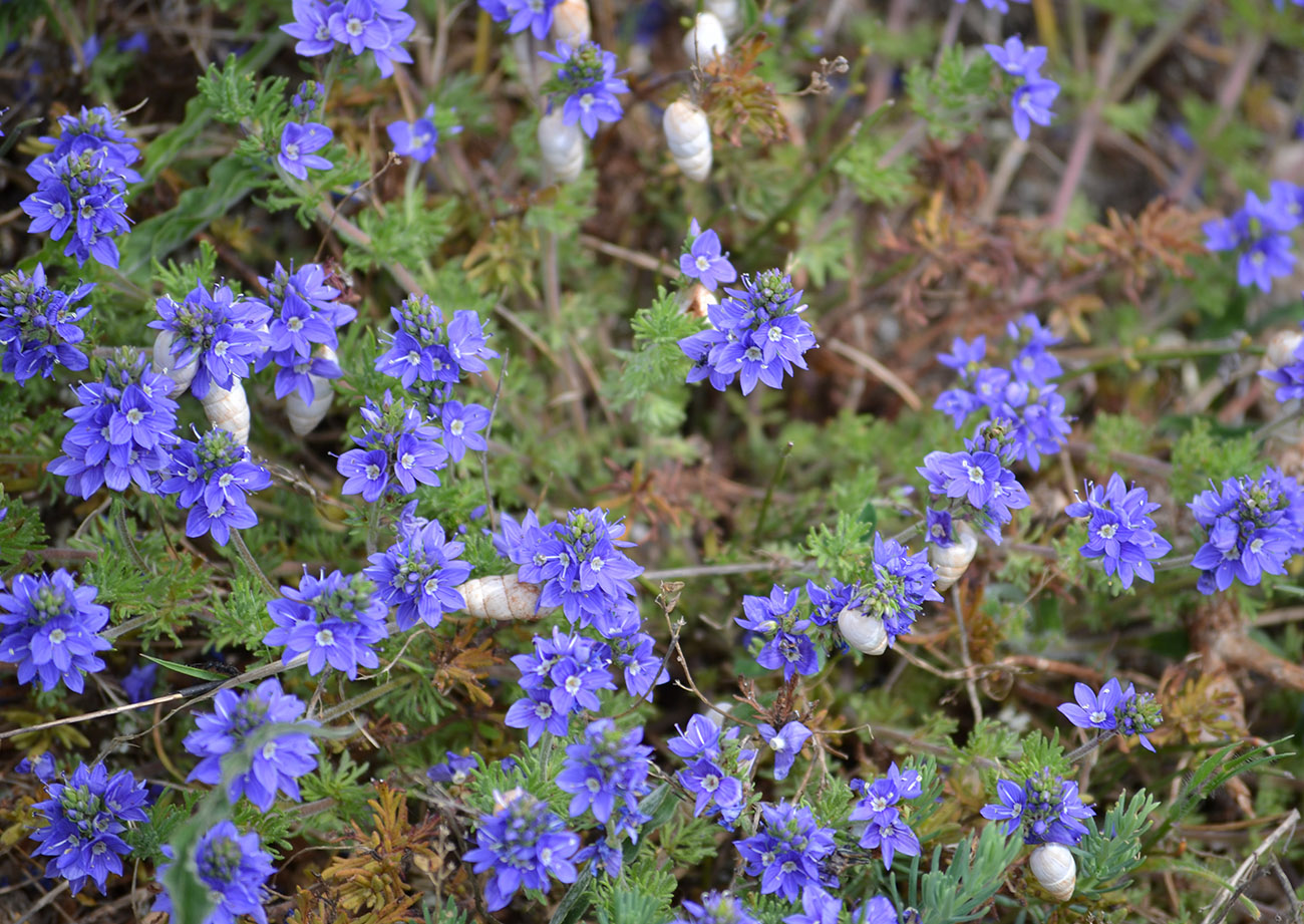 Image of Veronica capsellicarpa specimen.