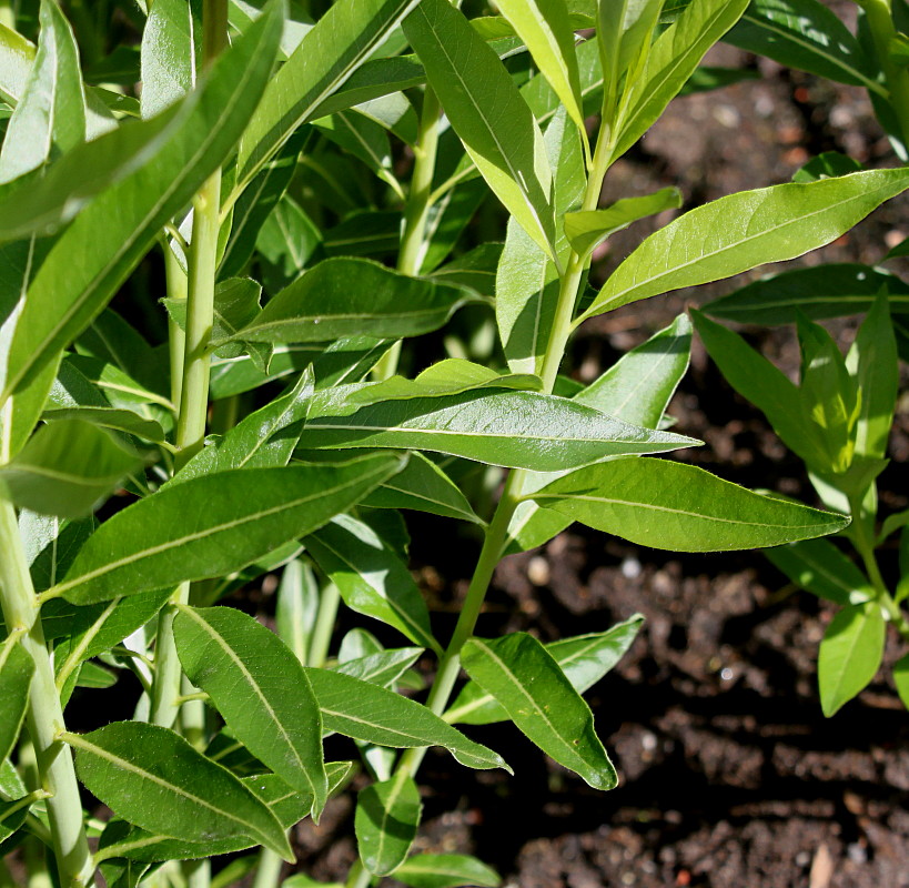 Image of Amsonia tabernaemontana specimen.