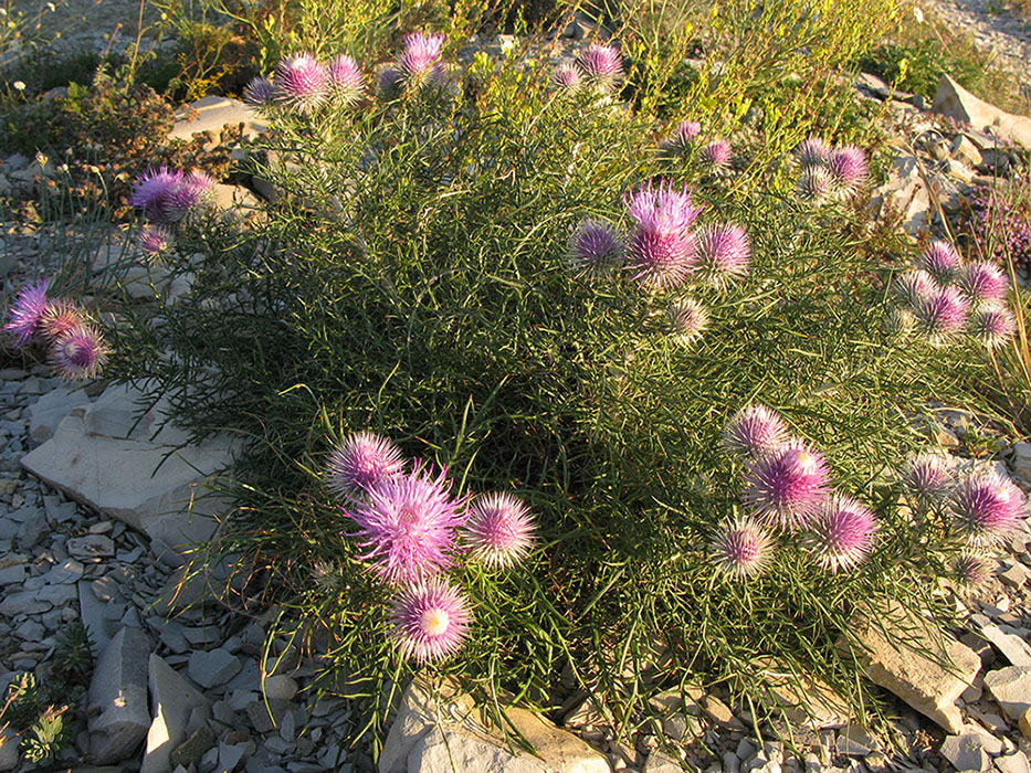 Изображение особи Lamyra echinocephala.