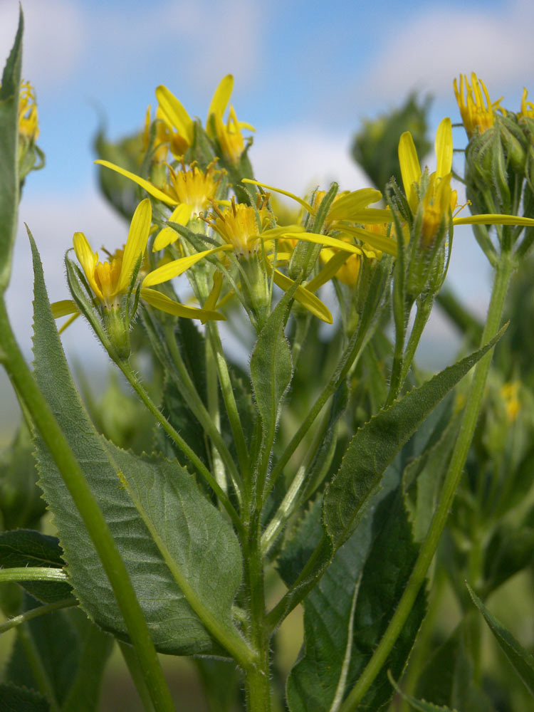 Изображение особи Senecio propinquus.