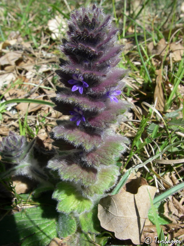 Image of Ajuga orientalis specimen.