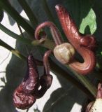 Aristolochia paecilantha