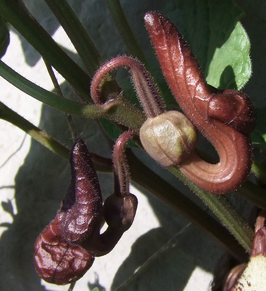 Image of Aristolochia paecilantha specimen.