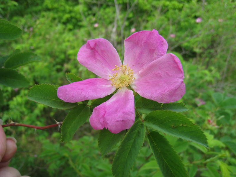 Image of Rosa cinnamomea specimen.