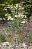 Pyrethrum parthenifolium. Цветущее и плодоносящее растение. Краснодарский край, Крымский р-н, окр. станицы Нижнебаканская, обочина горно-лесной дороги. 28.09.2013.