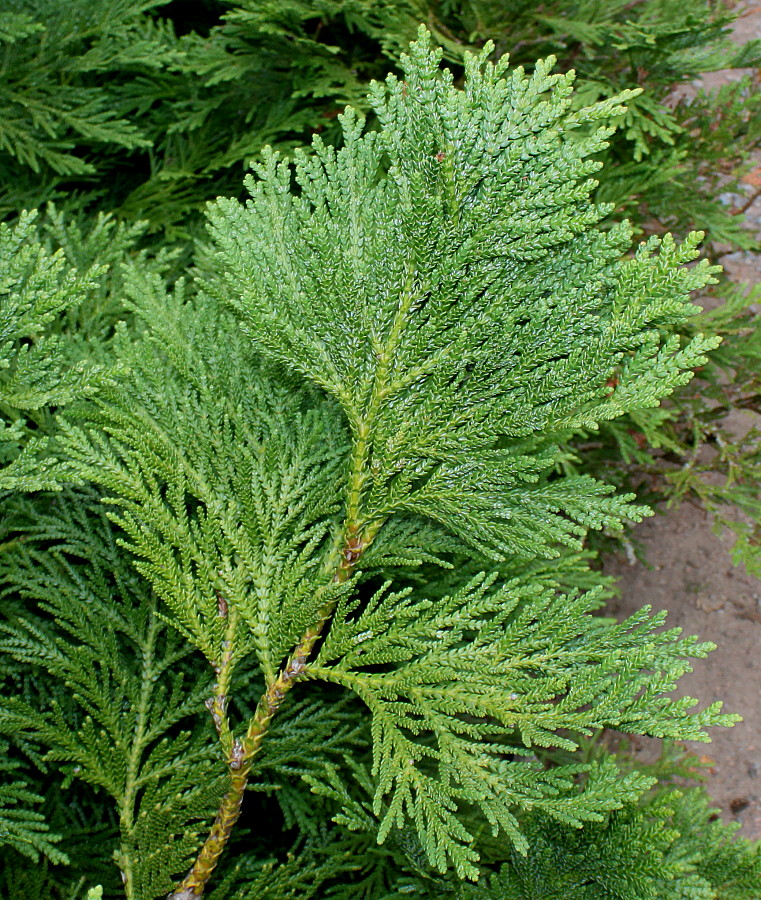 Image of Thujopsis dolabrata specimen.