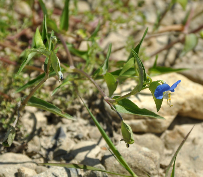 Image of Commelina communis specimen.