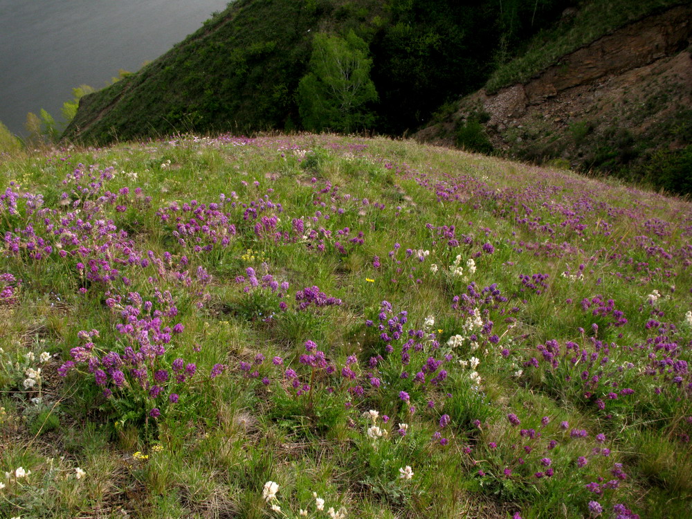 Image of Oxytropis strobilacea specimen.