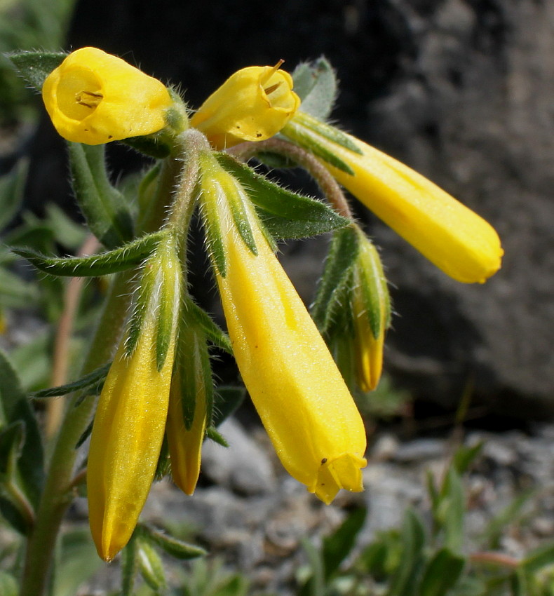 Image of genus Onosma specimen.