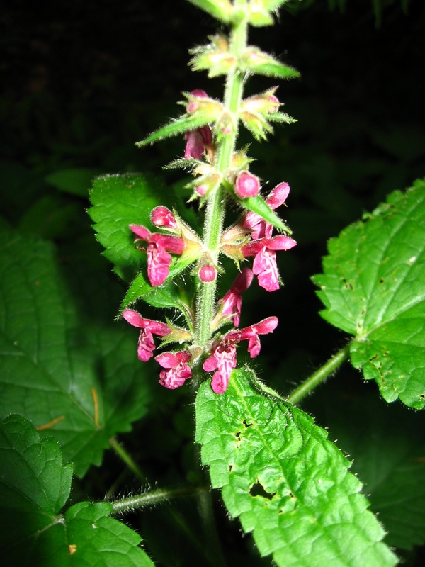 Изображение особи Stachys sylvatica.