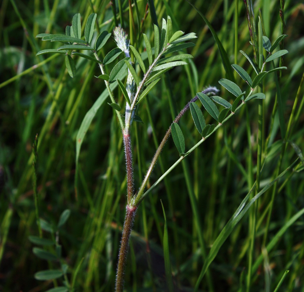 Image of genus Onobrychis specimen.