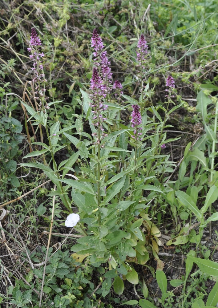 Image of Lysimachia dubia specimen.