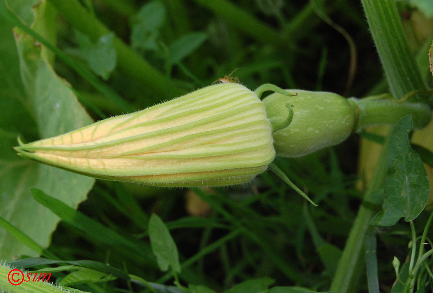 Image of Cucurbita pepo specimen.