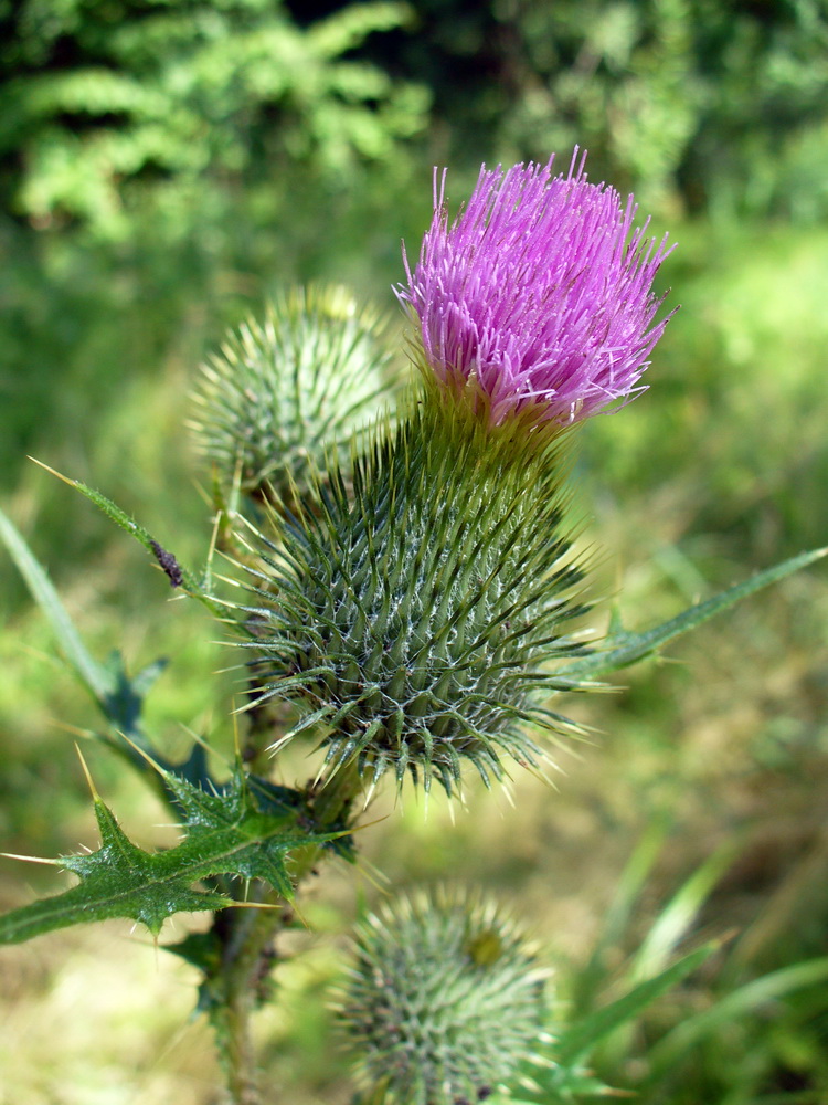 Изображение особи Cirsium vulgare.