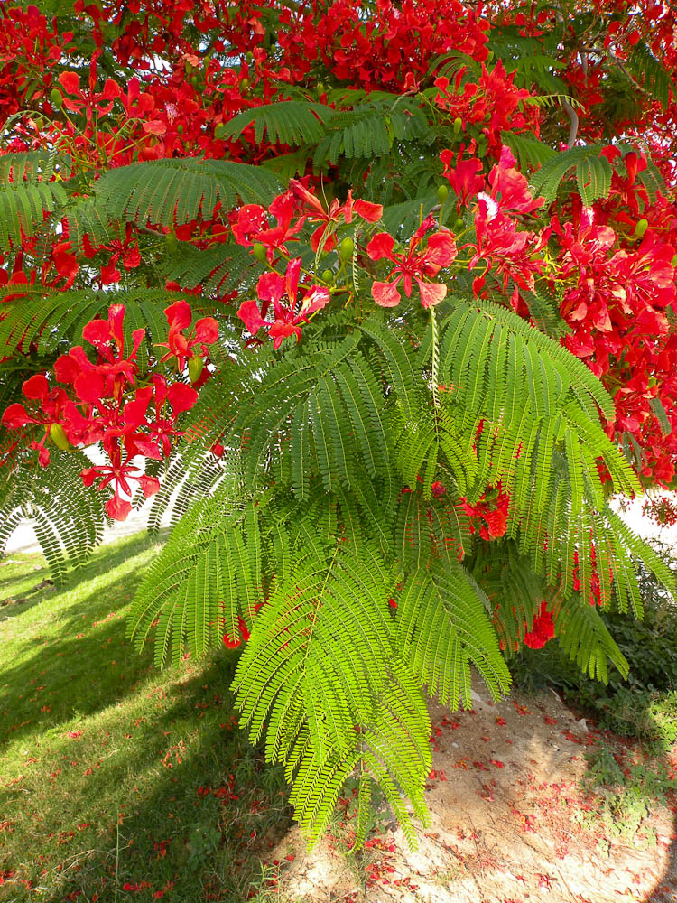 Image of Delonix regia specimen.