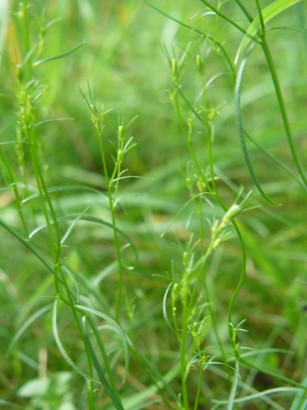 Image of Campanula rotundifolia specimen.