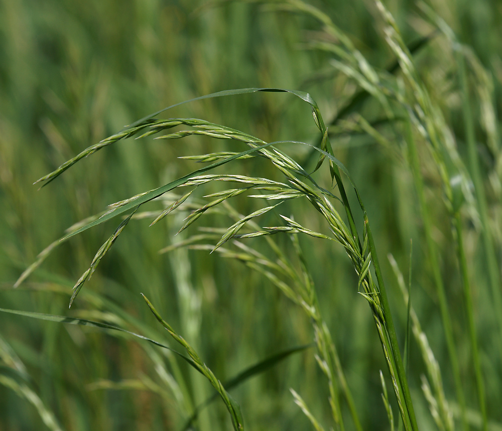 Image of Festuca arundinacea specimen.