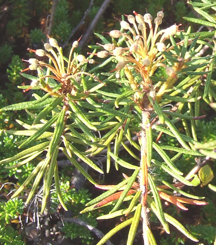 Image of Ledum palustre specimen.