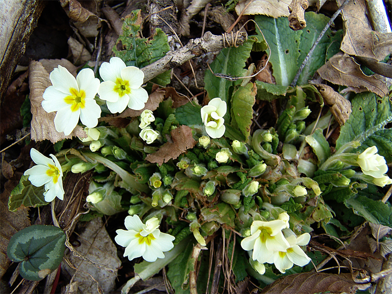 Изображение особи Primula vulgaris.