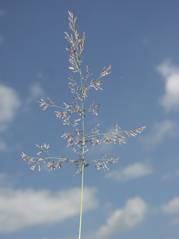 Изображение особи Calamagrostis phragmitoides.