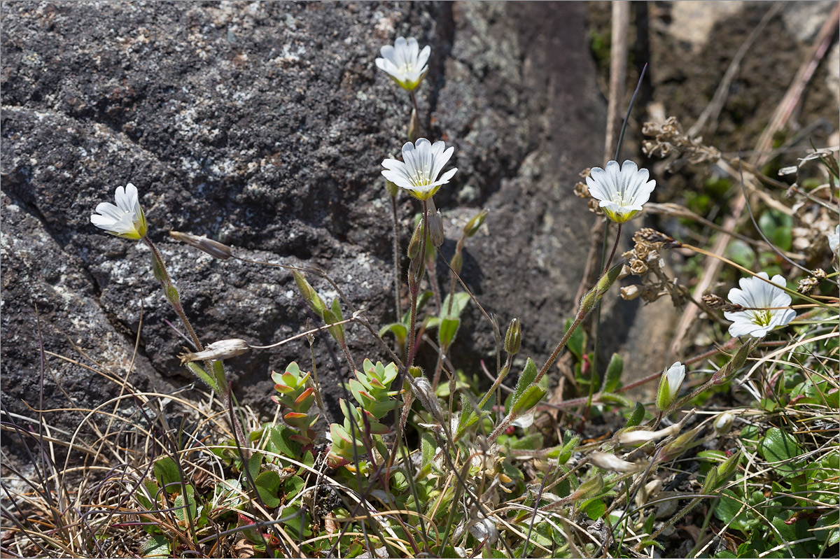 Изображение особи Cerastium alpinum.