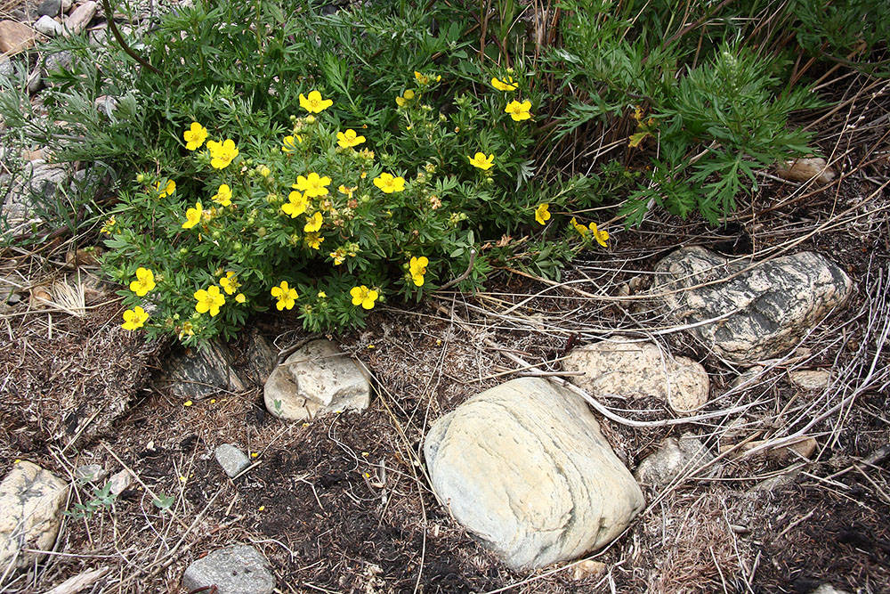 Image of Dasiphora fruticosa specimen.