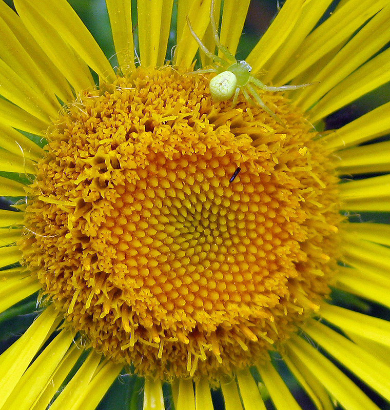 Image of Inula britannica specimen.