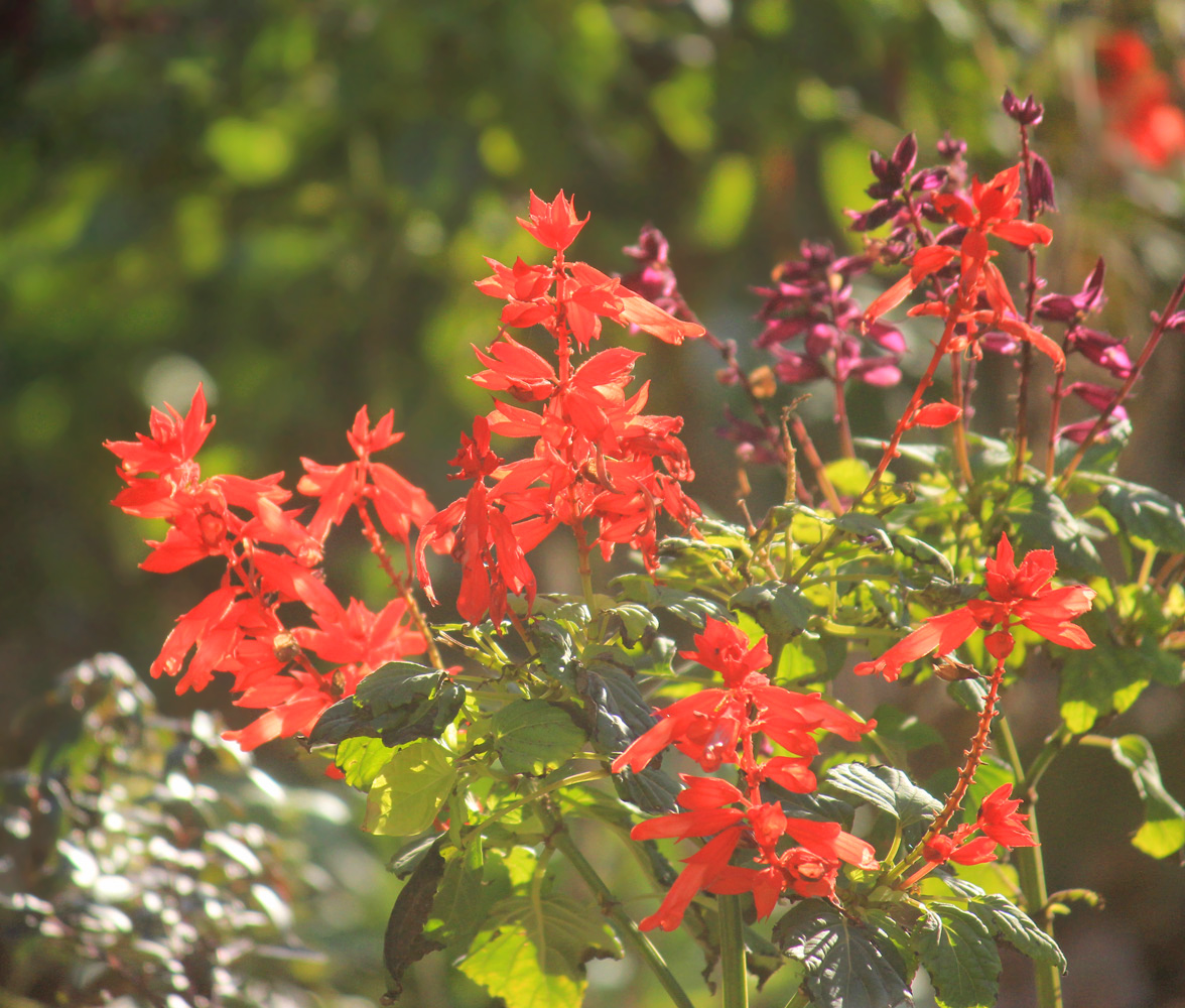 Image of Salvia splendens specimen.