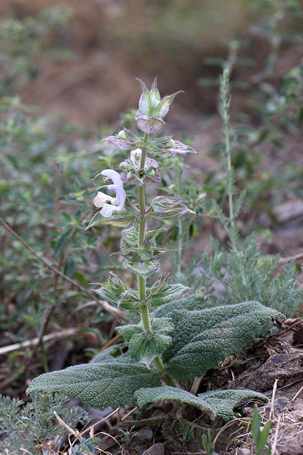 Image of Salvia sclarea specimen.