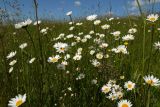 Leucanthemum ircutianum. Группа цветущих растений. Новгородская обл., г. Боровичи, Бобровские горы, луг. 12.06.2015.