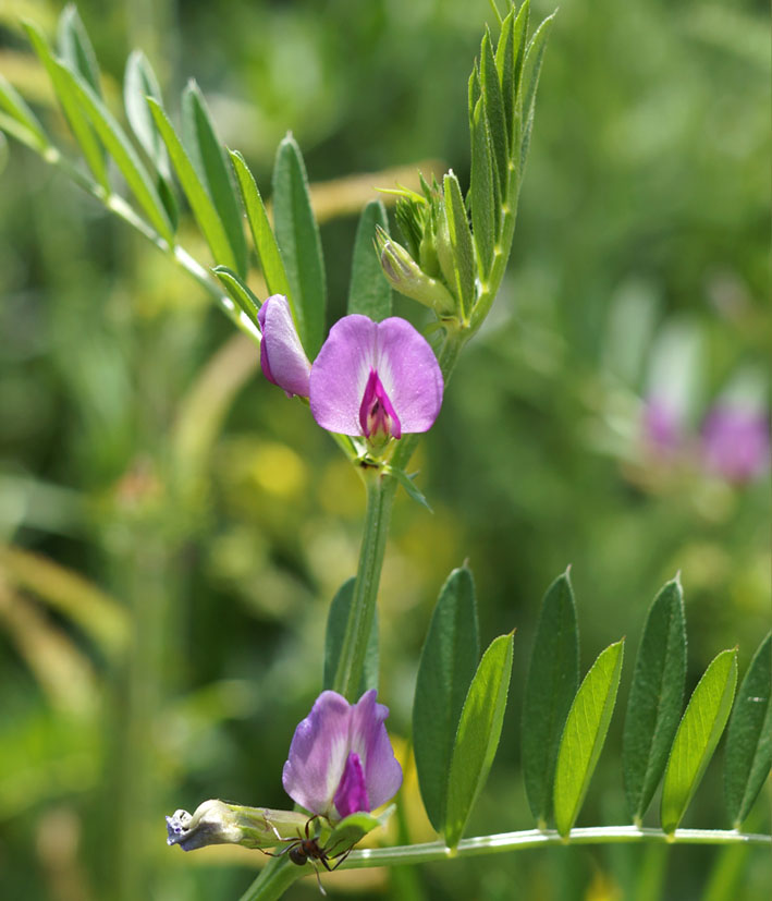 Image of Vicia angustifolia specimen.