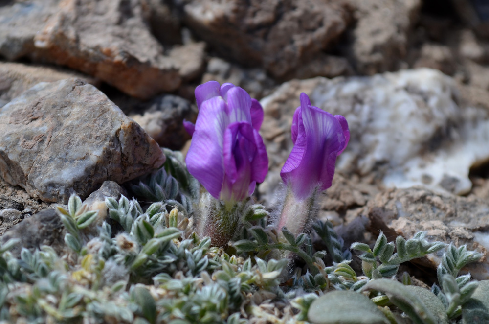 Изображение особи род Oxytropis.