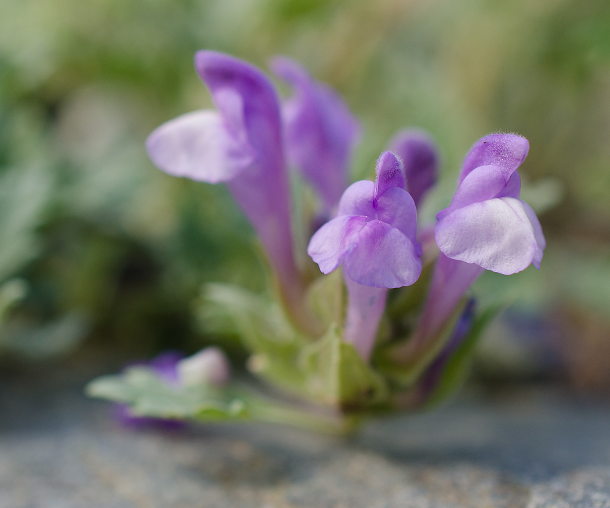 Image of Scutellaria grandiflora specimen.