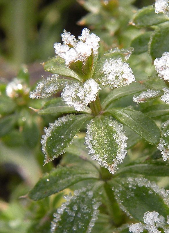 Изображение особи Galium aparine.