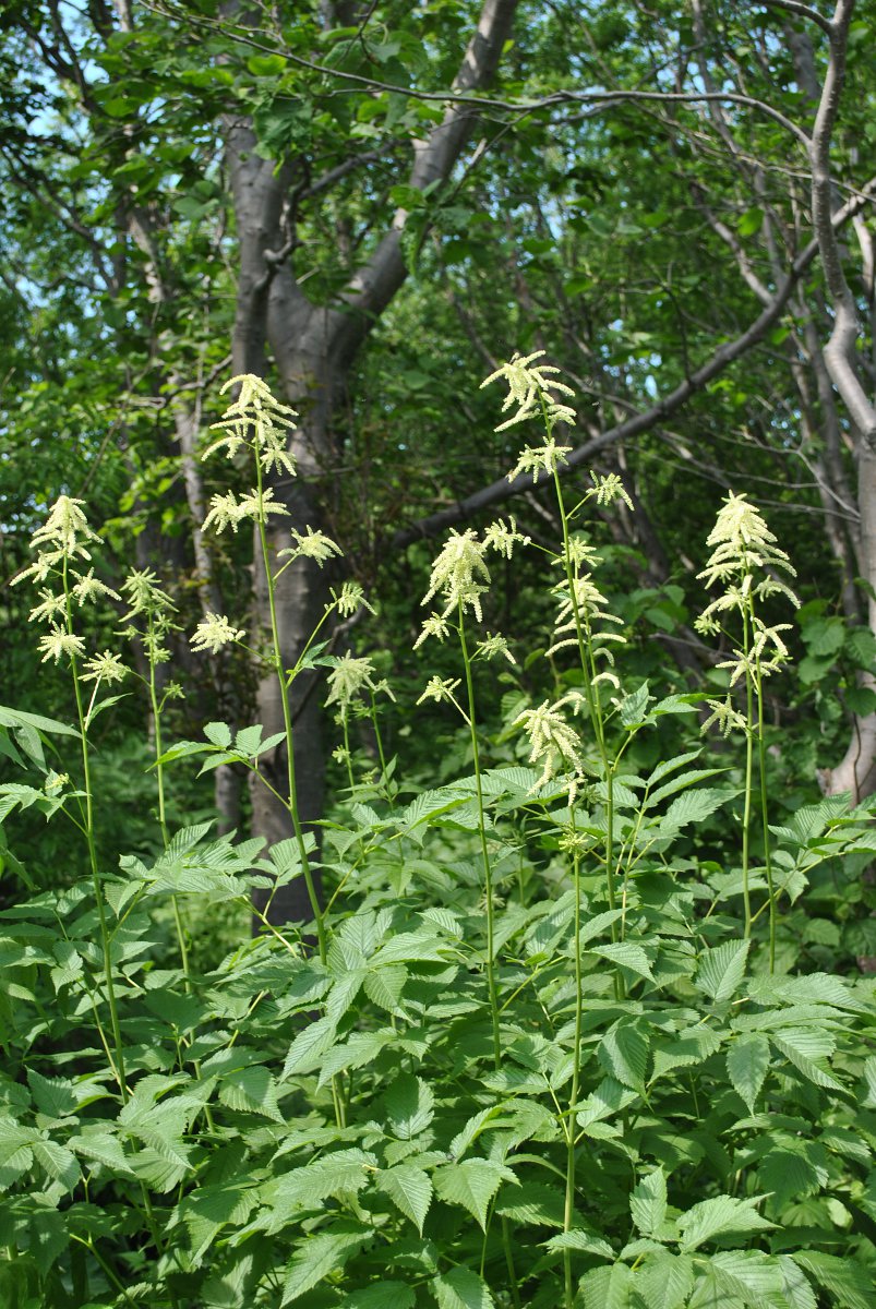 Изображение особи Aruncus dioicus.