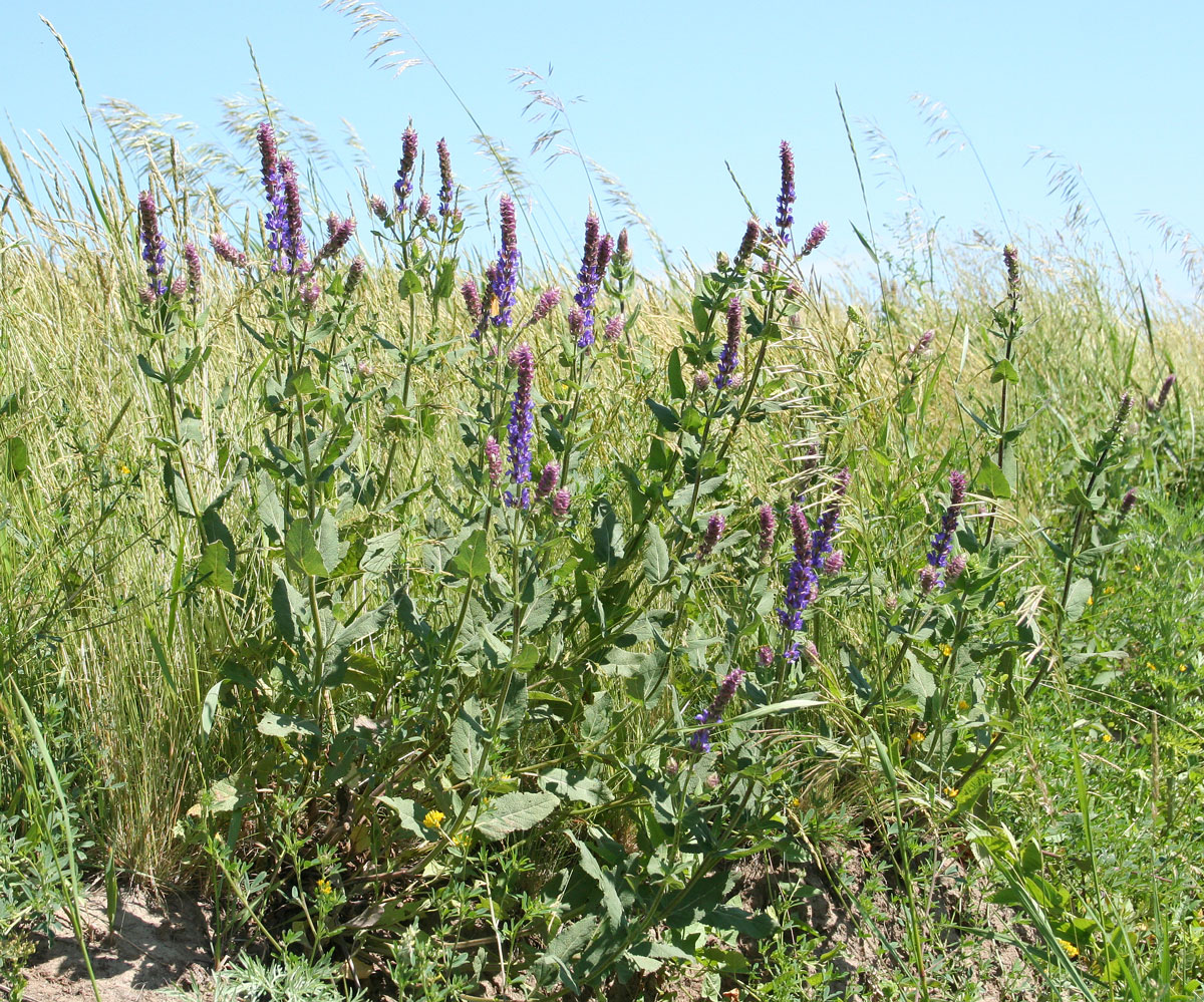 Image of Salvia deserta specimen.