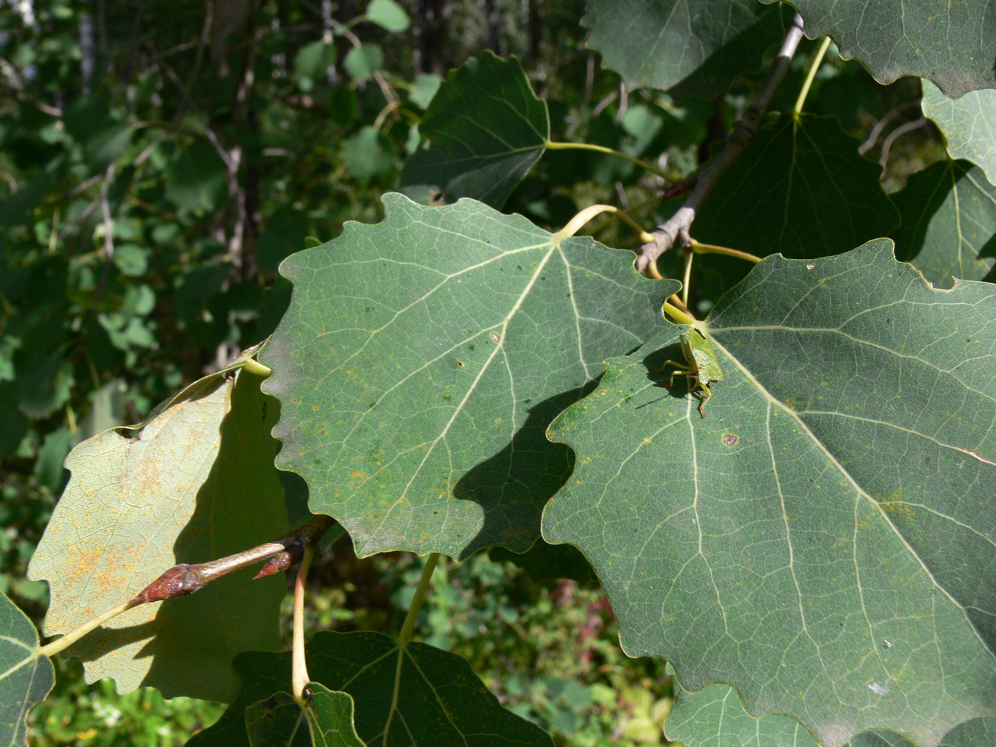 Изображение особи Populus tremula.